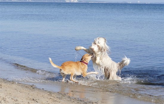 Zwei Hunde spielen am Ostseestrand im Wasser