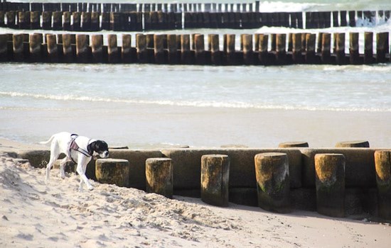 Hund laeuft am Strand entlang