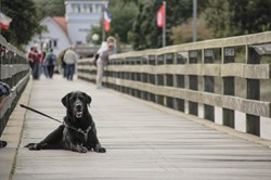 Hund auf der Seebrücke