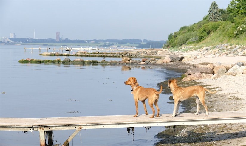 Hunde in Pelzerhaken am Strand