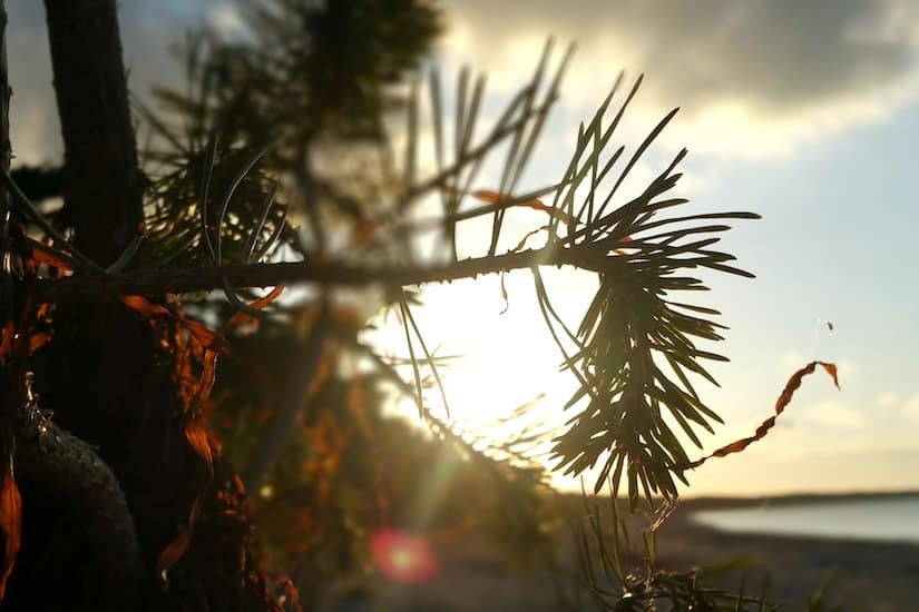 Blick durch die Tannen eines Weihnachtsbaumes auf den Ostseestrand