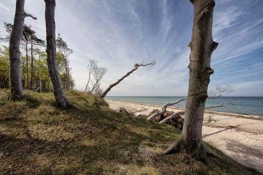 Kippende Bäume am Strand