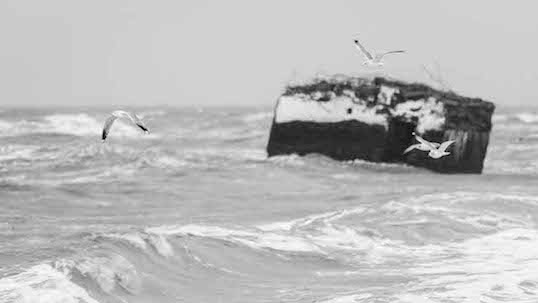Möwen im Schneesturm vor einer Ruine