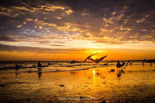 Möwen am Strand bei Sonnenuntergang