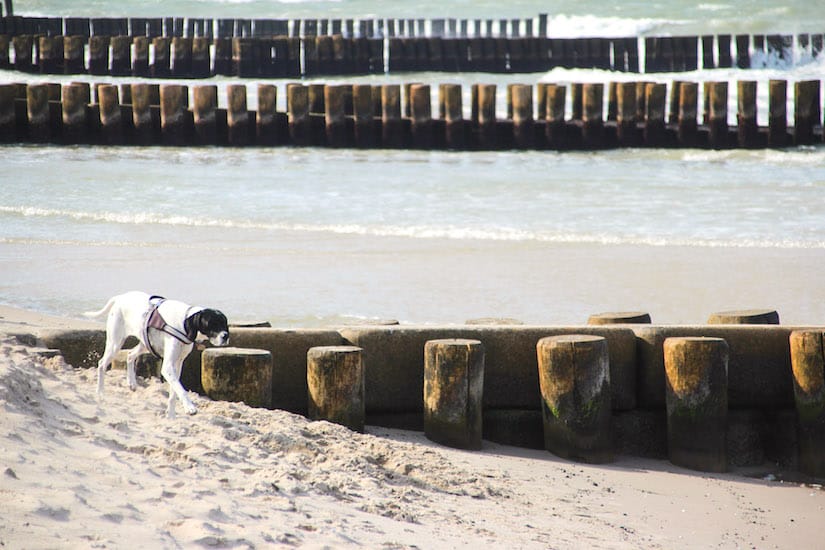 Hund laeuft am Strand entlang